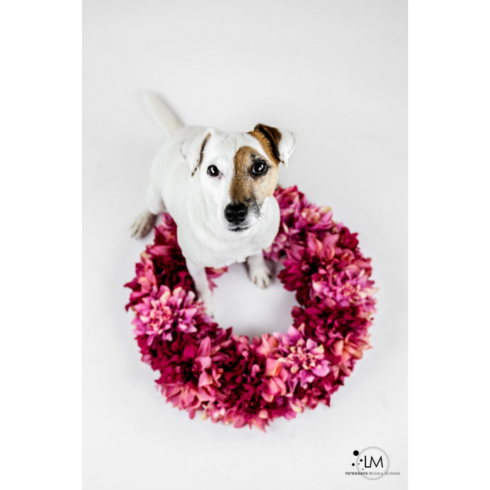 Frühlings-/Oster-Hundefotoshooting mit 1-2 Hunden (30min) | März 2024