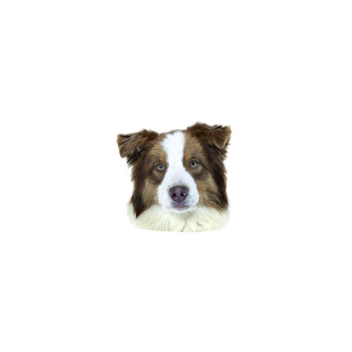 Australian Shepard- "petcenter-edition" - 2 pièces