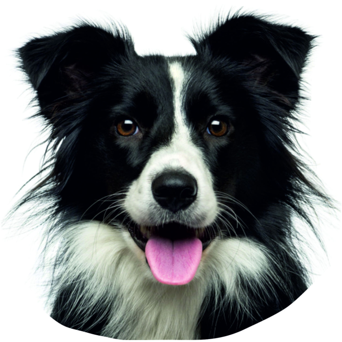 Border Collie - "petcenter-edition" - 2 pièces