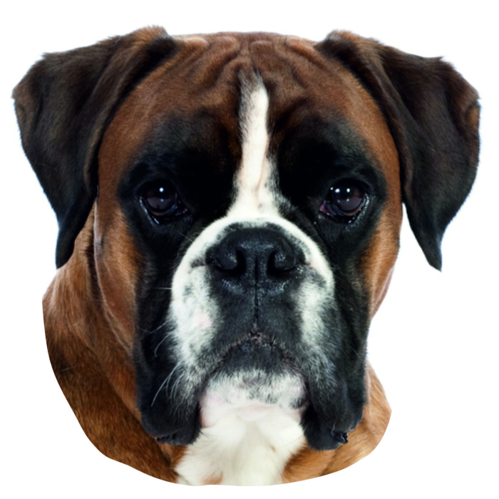 Autocollant Boxer - "petcenter-edition" - 2 pièces