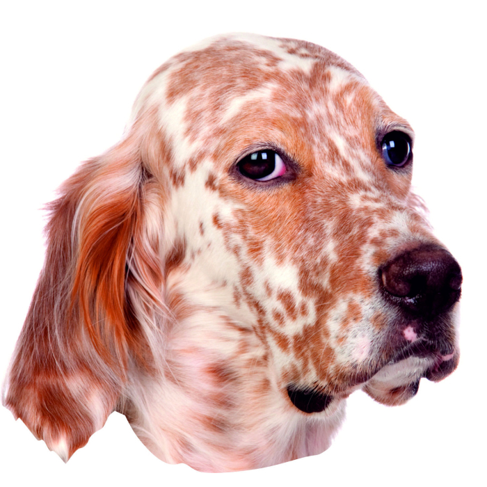 English Setter