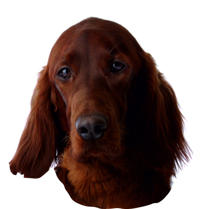 Irish Setter - "petcenter-edition" - 2 pièces