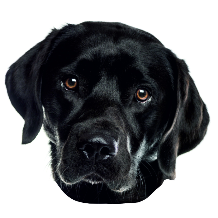 Labrador schwarz