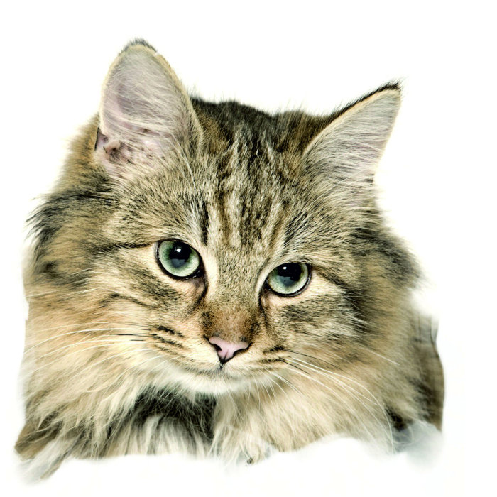 Maine Coon - "petcenter-edition" - 2 pièces