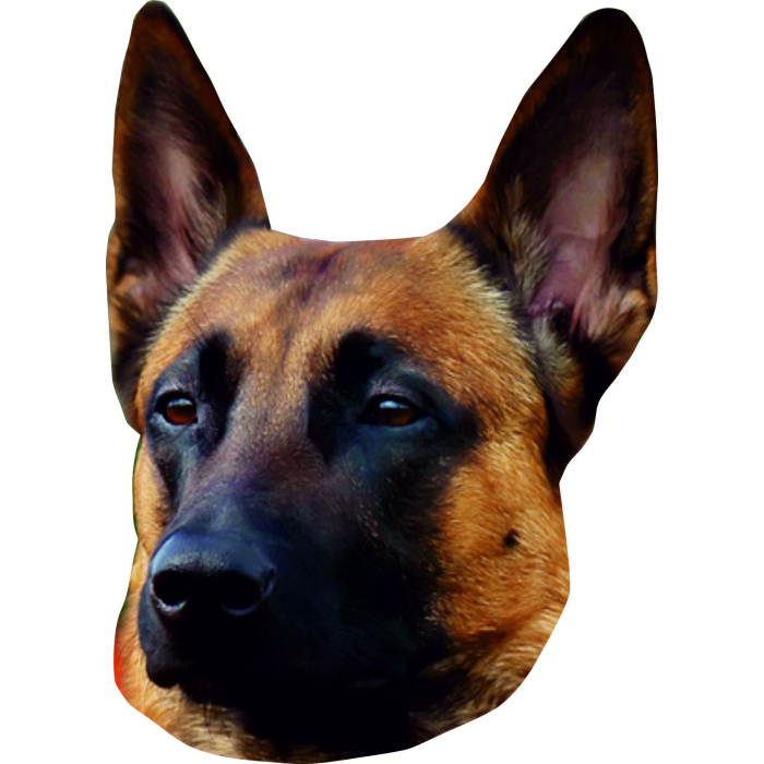 Autocollant Malinois - "petcenter-edition" - 2 pièces