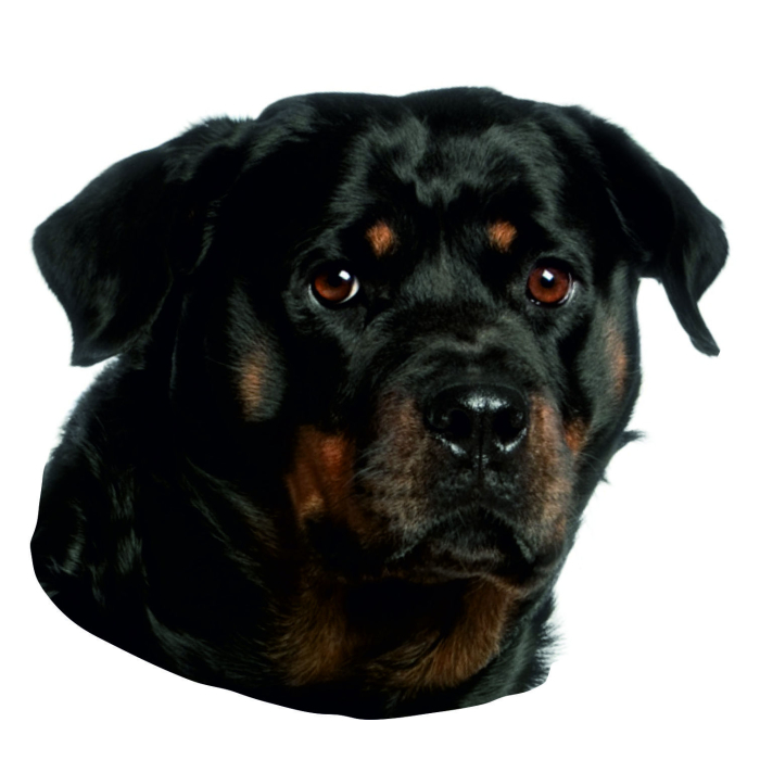 Autocollant Rottweiler - "petcenter-edition" - 2 pièces