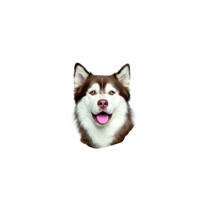 Siberian Husky 