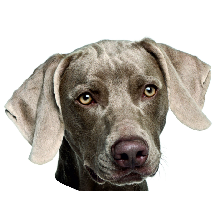 Weimaraner - "petcenter-edition" - 2 pièces