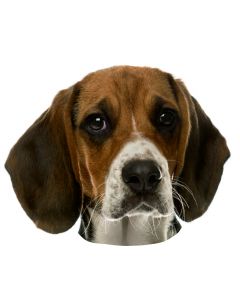 Beagle - "petcenter-edition" - 2 pièces