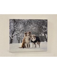 "Magie de l'hiver" Photo avec Border Collies sur toile, 60x50cm