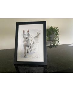 "Berger Blanc Suisse" Impression à l'aquarelle sur papier, 20x30cm