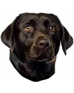 Autocollant Labrador brun - "petcenter-edition" - 2 pièces