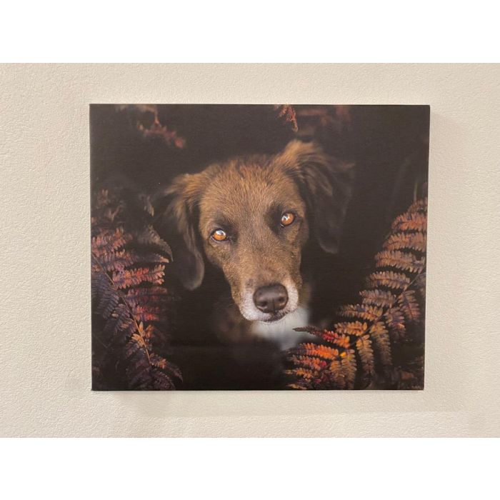 "Temps d'automne" Photo avec chien sur toile, 60x50cm