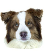 Australian Shepard- "petcenter-edition" - 2 pièces