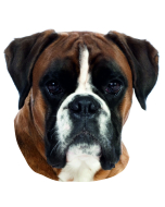 Autocollant Boxer - "petcenter-edition" - 2 pièces