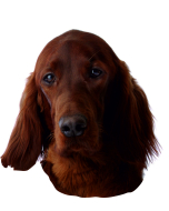 Irish Setter - "petcenter-edition" - 2 pièces