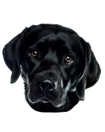 Labrador schwarz