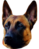 Autocollant Malinois - "petcenter-edition" - 2 pièces