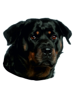 Autocollant Rottweiler - "petcenter-edition" - 2 pièces