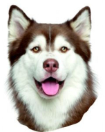 Siberian Husky 